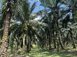Perak Palm Oil Agriculture Land 10Acres Freehold Selling Price RM135K / Acre
