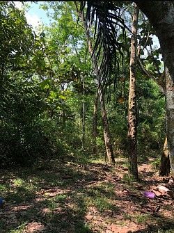 Perak 4 Acres Rubber Trees Agriculture Land Freehold Selling Price RM90K/Acre
