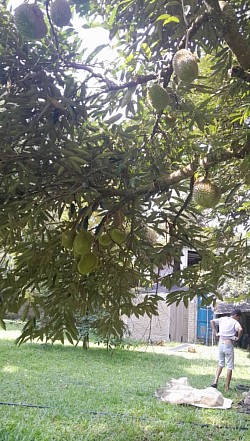 Perak 4 Acres Durian Agriculture Land Freehold Selling Price RM458K/Acre