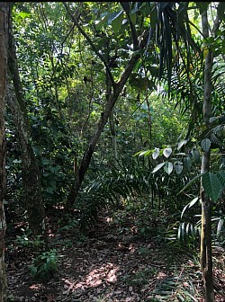 Perak 4 Acres Rubber Trees Freehold Selling Price RM90K/Acre